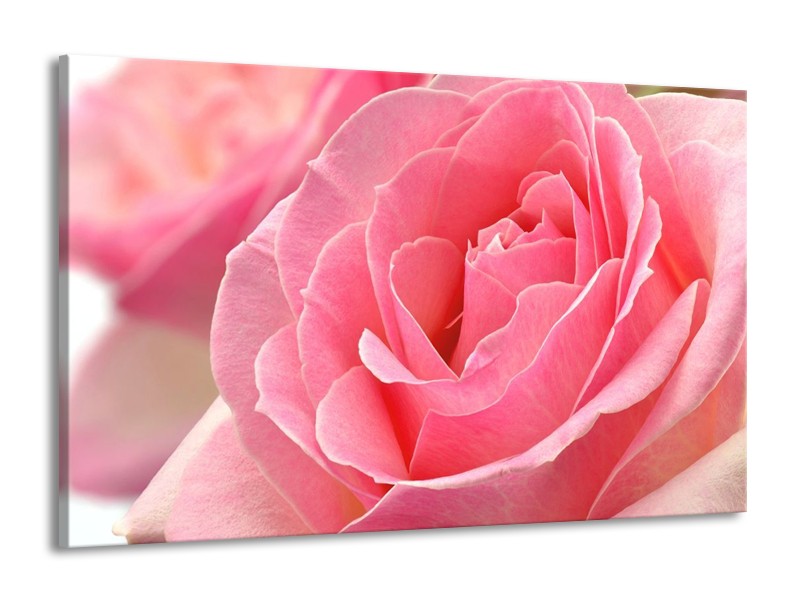 Canvas schilderij Roos | Roze | 140x90cm 1Luik