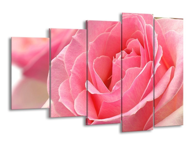 Canvas schilderij Roos | Roze | 150x100cm 5Luik
