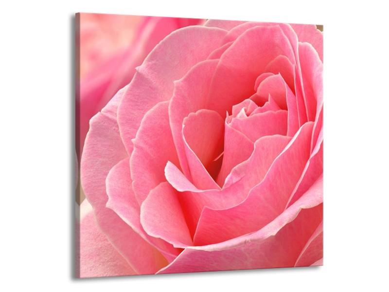 Canvas schilderij Roos | Roze | 50x50cm 1Luik
