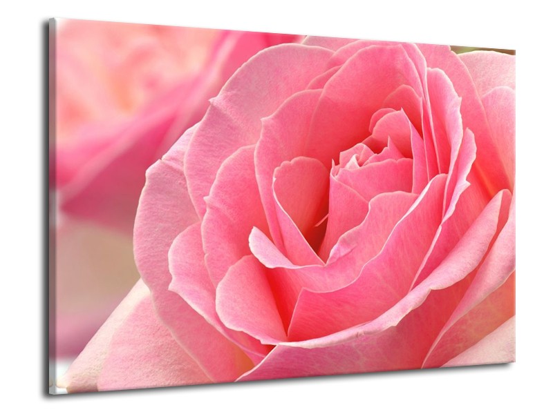 Canvas schilderij Roos | Roze | 70x50cm 1Luik