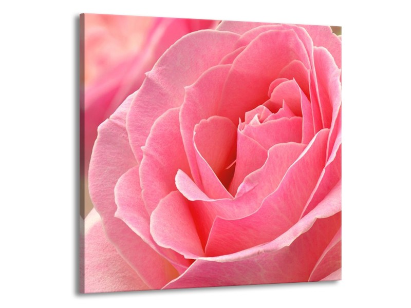 Canvas schilderij Roos | Roze | 70x70cm 1Luik