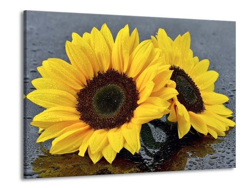 Canvas schilderij Zonnebloem | Geel, Zwart | 100x70cm 1Luik