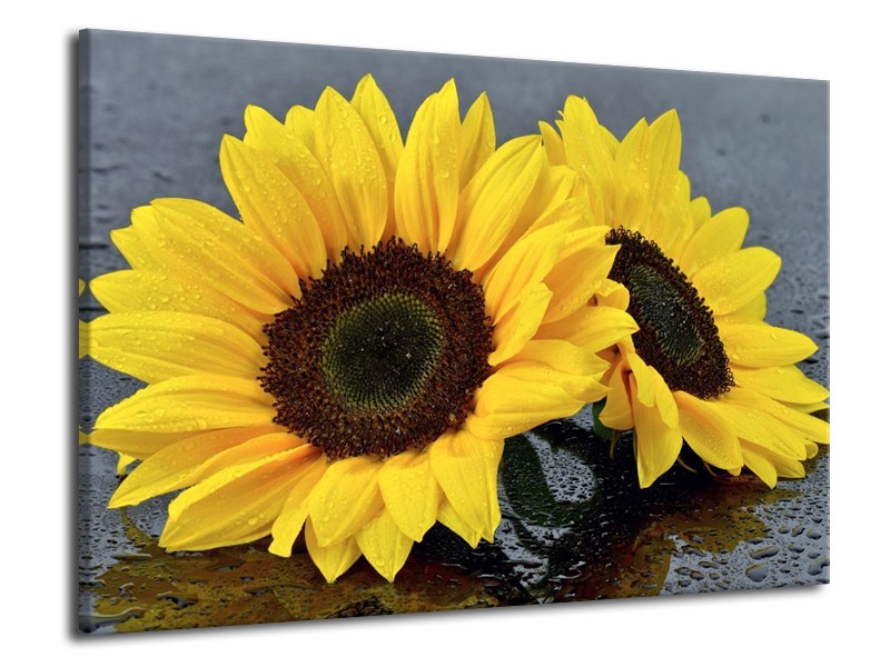 Canvas schilderij Zonnebloem | Geel, Zwart | 70x50cm 1Luik