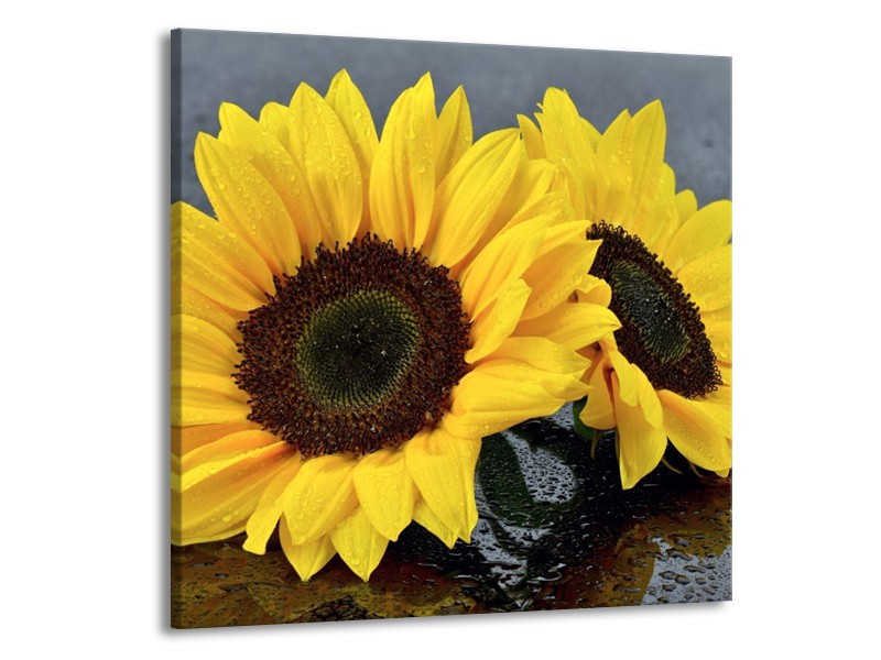 Canvas schilderij Zonnebloem | Geel, Zwart | 70x70cm 1Luik