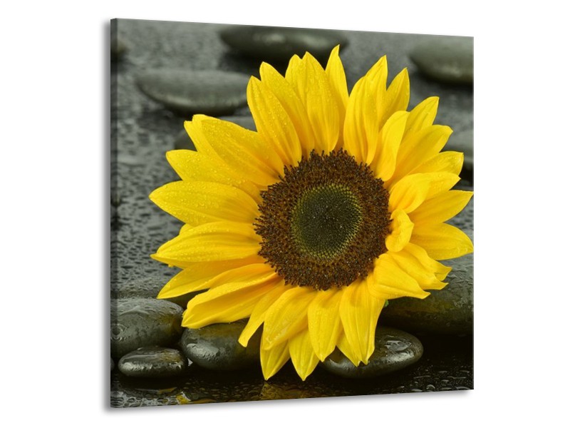 Canvas schilderij Zonnebloem | Geel, Zwart | 50x50cm 1Luik