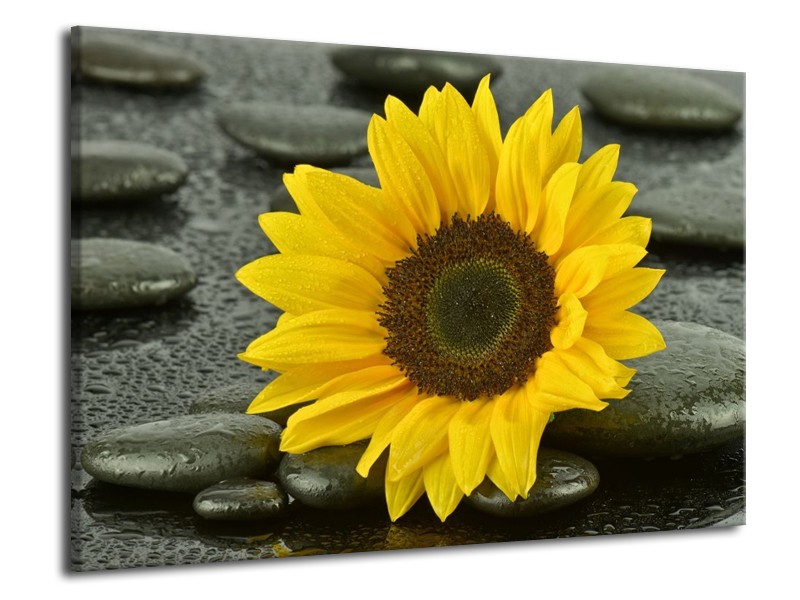 Canvas schilderij Zonnebloem | Geel, Zwart | 70x50cm 1Luik