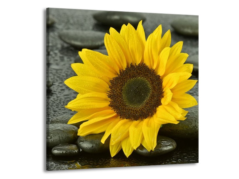 Canvas schilderij Zonnebloem | Geel, Zwart | 70x70cm 1Luik