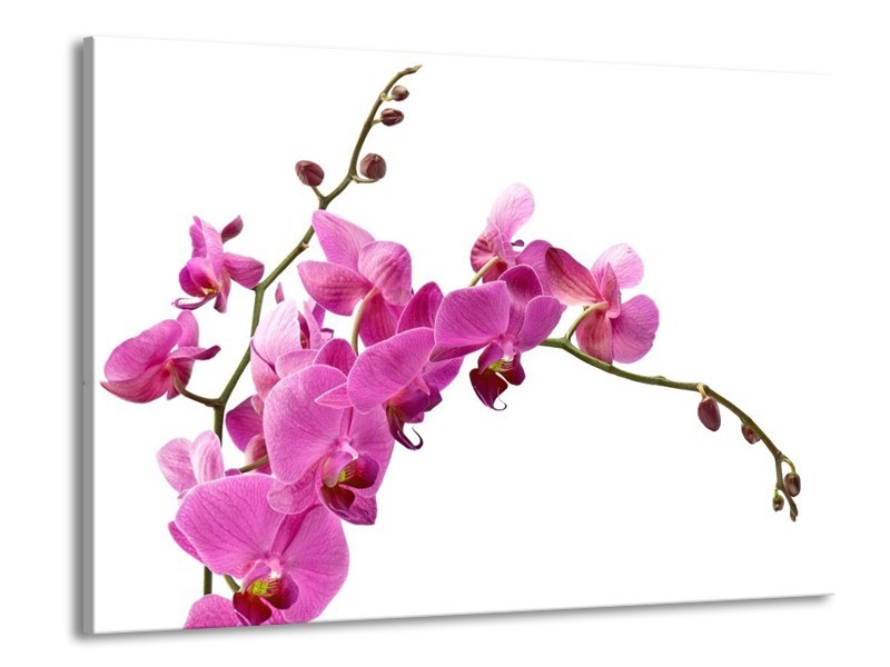 Canvas schilderij Orchidee | Roze, Wit | 100x70cm 1Luik