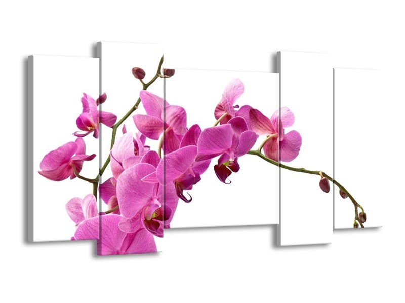 Canvas schilderij Orchidee | Roze, Wit | 120x65 5Luik