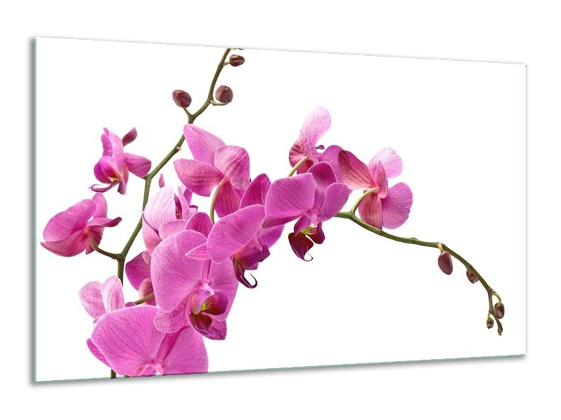 Canvas schilderij Orchidee | Roze, Wit | 120x70cm 1Luik
