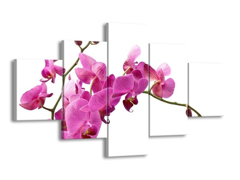 Canvas schilderij Orchidee | Roze, Wit | 125x70cm 5Luik