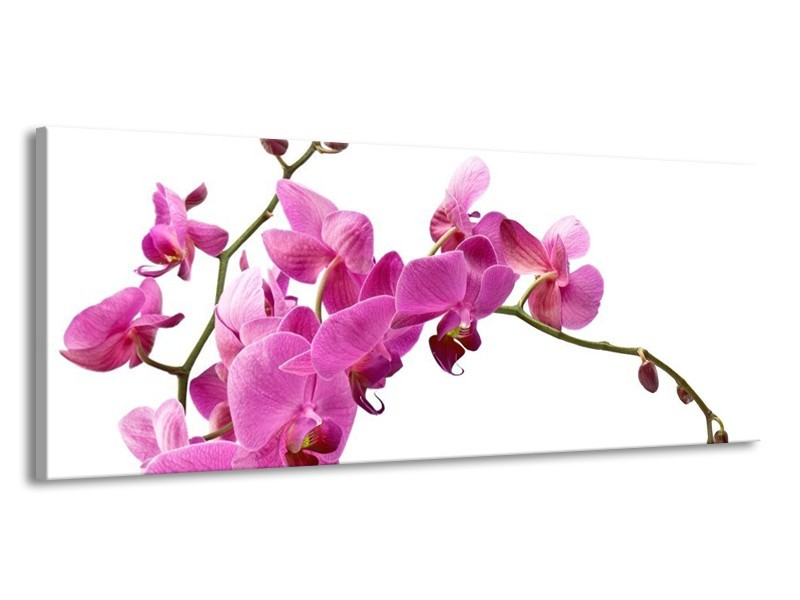 Canvas schilderij Orchidee | Roze, Wit | 145x58cm 1Luik
