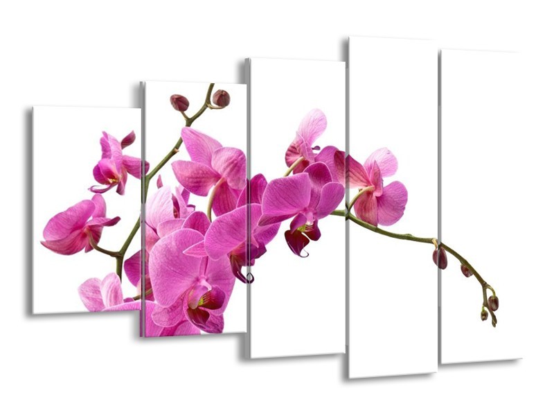 Canvas schilderij Orchidee | Roze, Wit | 150x100cm 5Luik