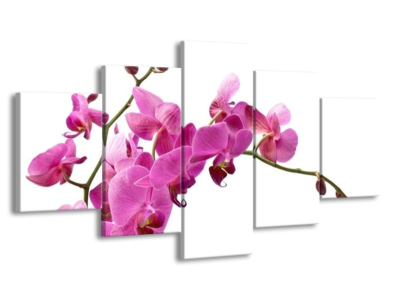 Canvas schilderij Orchidee | Roze, Wit | 150x80cm 5Luik