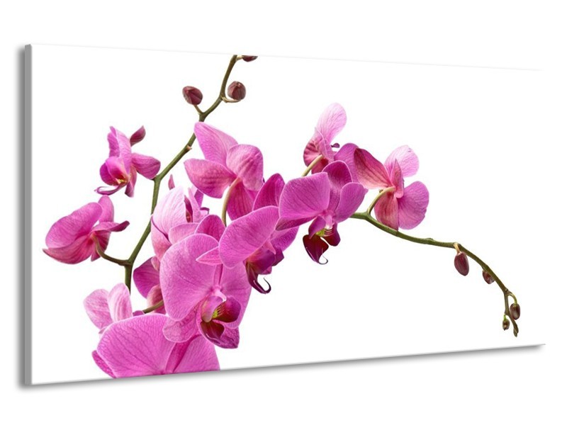 Canvas schilderij Orchidee | Roze, Wit | 190x100cm 1Luik