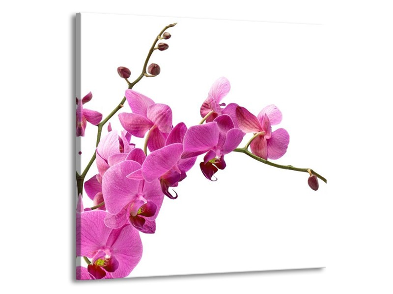 Canvas schilderij Orchidee | Roze, Wit | 50x50cm 1Luik