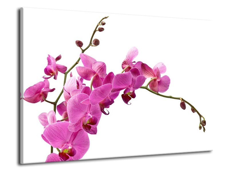 Canvas schilderij Orchidee | Roze, Wit | 70x50cm 1Luik