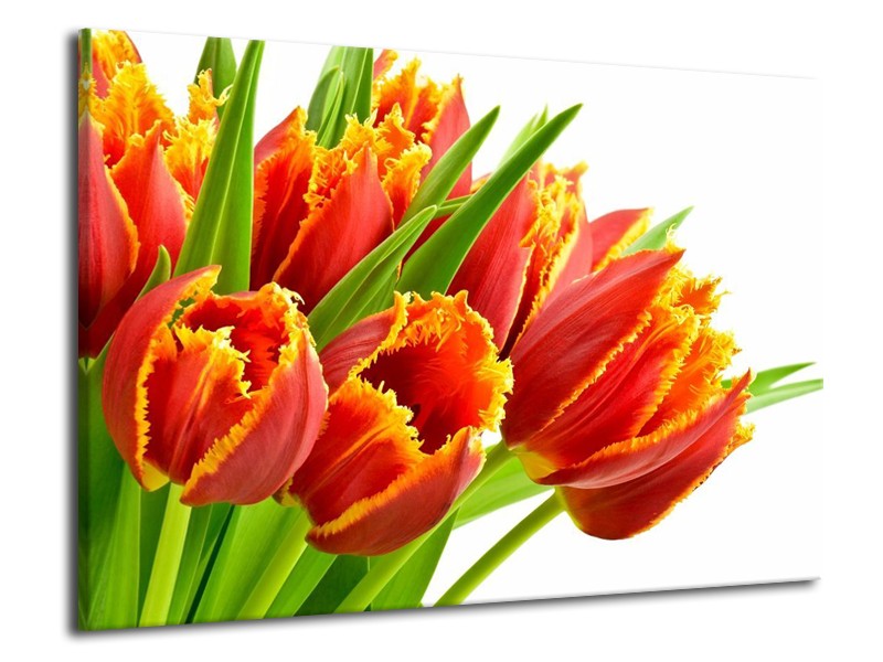 Canvas schilderij Tulpen | Oranje, Groen, Wit | 70x50cm 1Luik