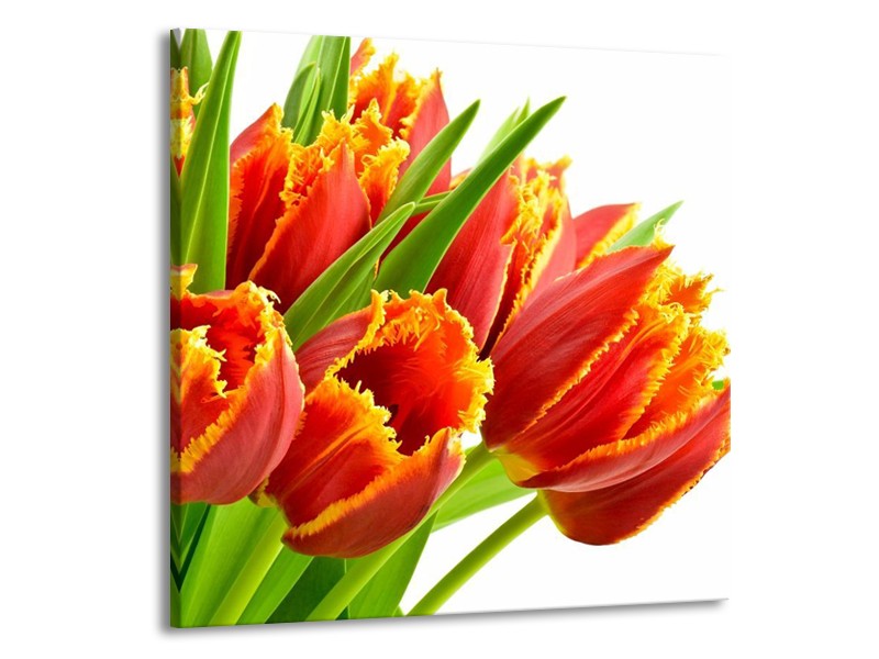 Canvas schilderij Tulpen | Oranje, Groen, Wit | 70x70cm 1Luik