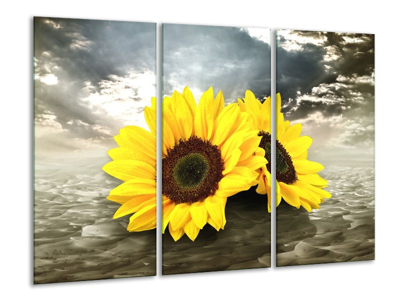 Glas schilderij Zonnebloem | Geel, Bruin, Grijs | 120x80cm 3Luik