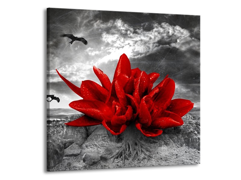 Glas schilderij Lelie | Rood, Grijs | 70x70cm 1Luik