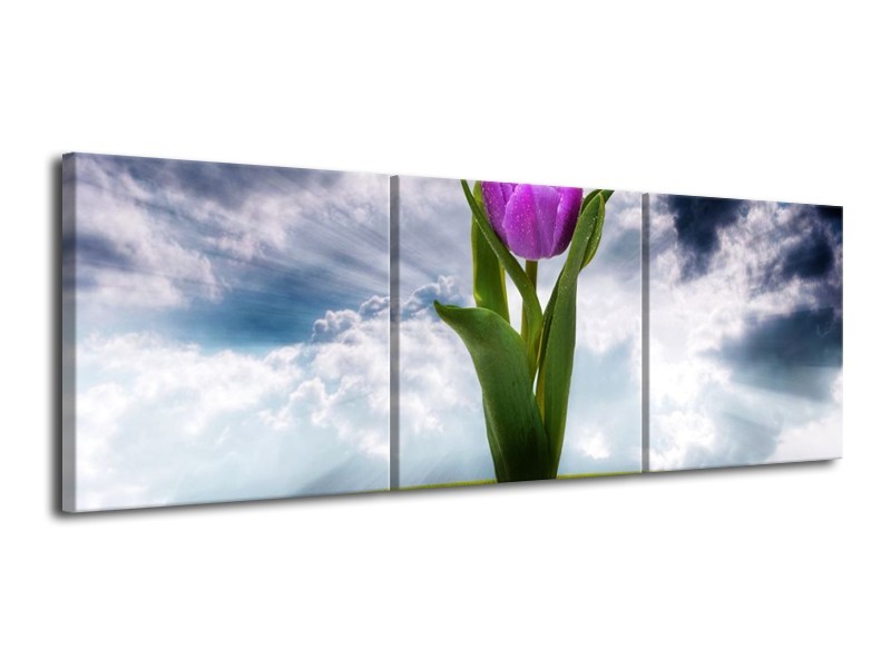 Canvas schilderij Tulp | Grijs, Paars | 120x40cm 3Luik