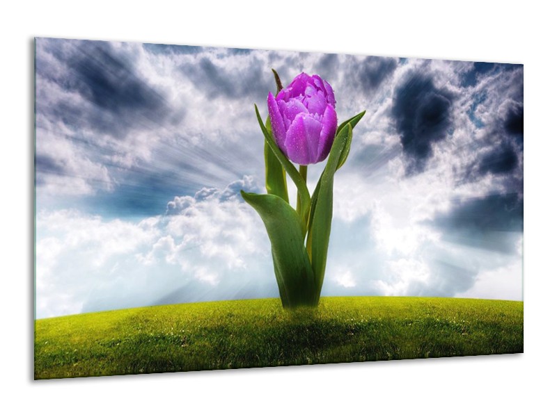 Glas schilderij Tulp | Grijs, Paars | 120x70cm 1Luik
