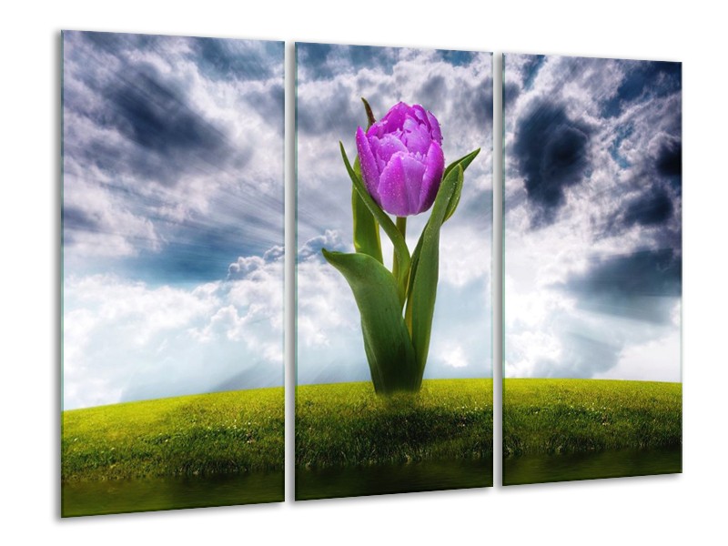 Canvas schilderij Tulp | Grijs, Paars | 120x80cm 3Luik