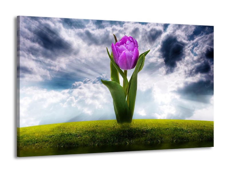 Glas schilderij Tulp | Grijs, Paars | 140x90cm 1Luik