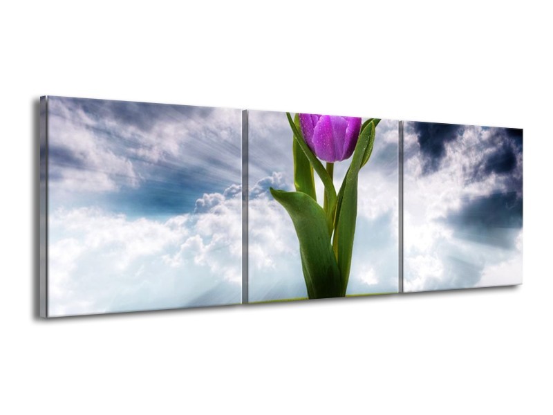 Glas schilderij Tulp | Grijs, Paars | 150x50cm 3Luik