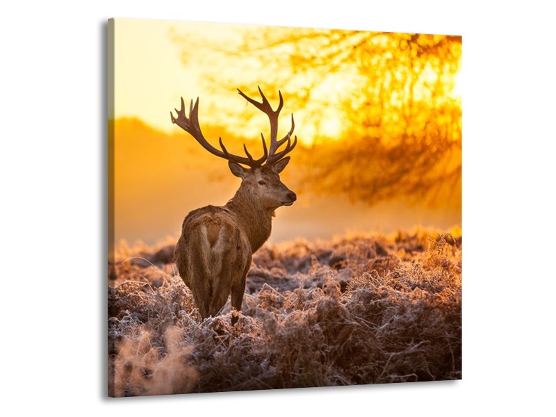 Canvas schilderij Hert | Bruin, Geel | 50x50cm 1Luik