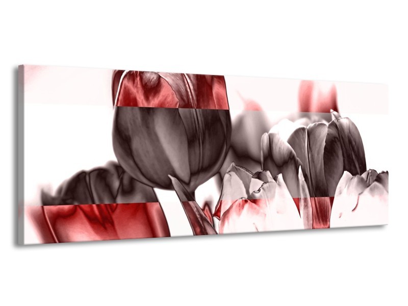 Canvas schilderij Tulp | Rood, Wit, Bruin | 145x58cm 1Luik