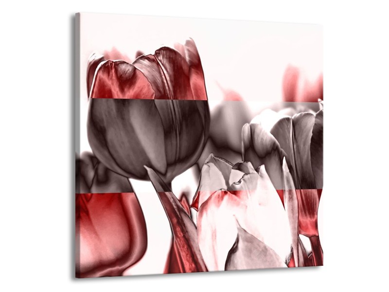 Canvas schilderij Tulp | Rood, Wit, Bruin | 50x50cm 1Luik