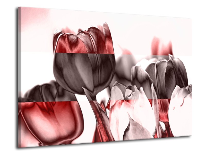 Glas schilderij Tulp | Rood, Wit, Bruin | 70x50cm 1Luik