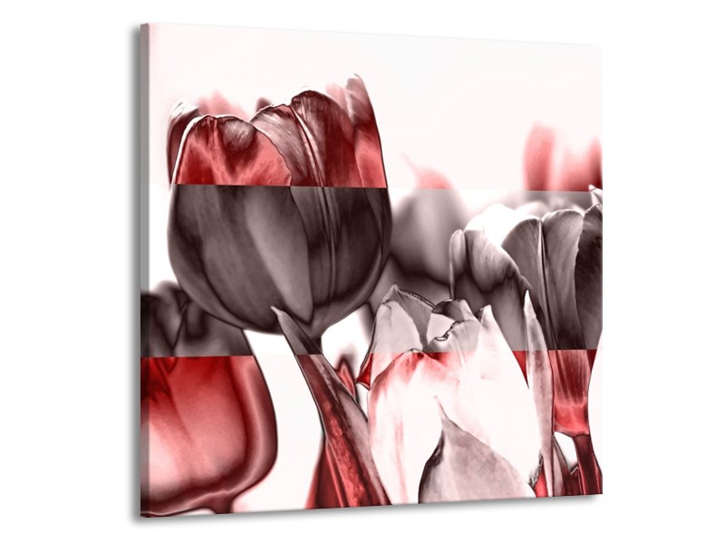 Glas schilderij Tulp | Rood, Wit, Bruin | 70x70cm 1Luik