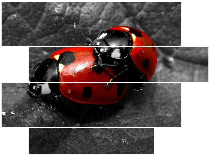 Canvas schilderij Lieveheersbeestje | Rood, Zwart, Grijs | 115x85cm 4Luik