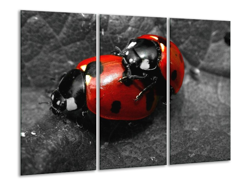 Canvas schilderij Lieveheersbeestje | Rood, Zwart, Grijs | 120x80cm 3Luik