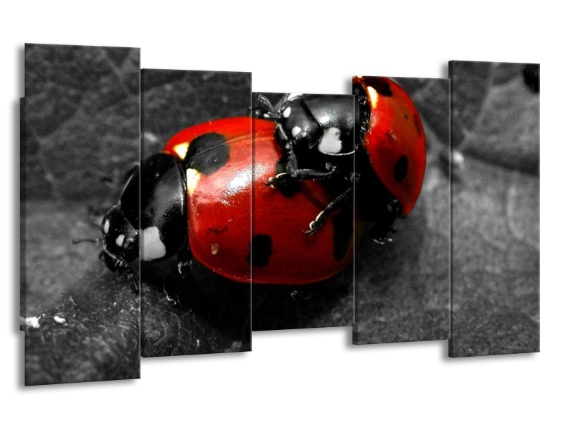 Glas schilderij Lieveheersbeestje | Rood, Zwart, Grijs | 150x80cm 5Luik