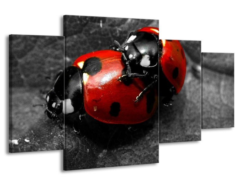 Glas schilderij Lieveheersbeestje | Rood, Zwart, Grijs | 160x90cm 4Luik