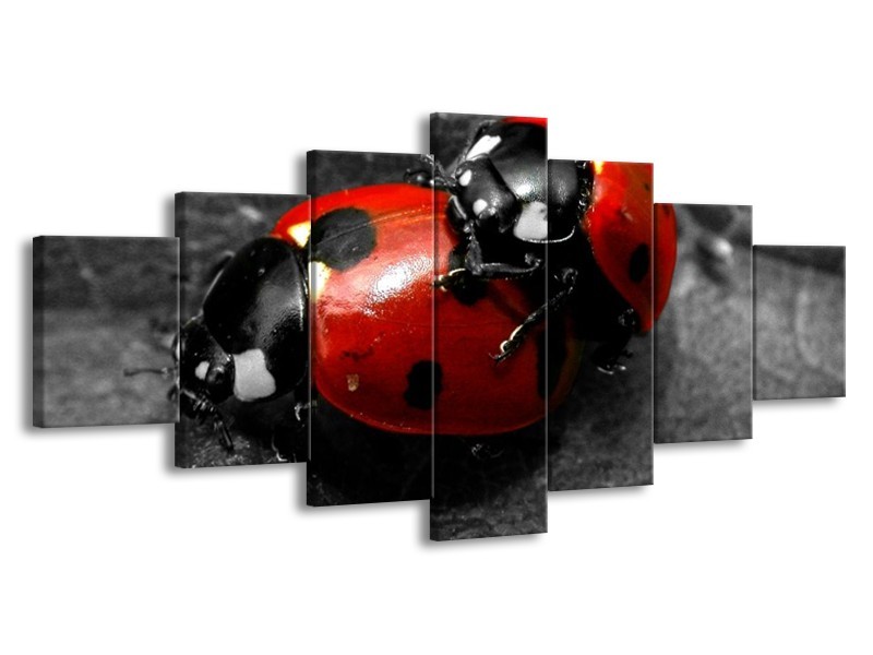 Glas schilderij Lieveheersbeestje | Rood, Zwart, Grijs | 210x100cm 7Luik