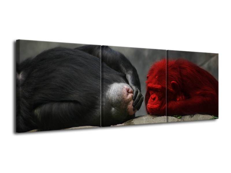 Canvas schilderij Aap | Grijs, Rood, Wit | 120x40cm 3Luik