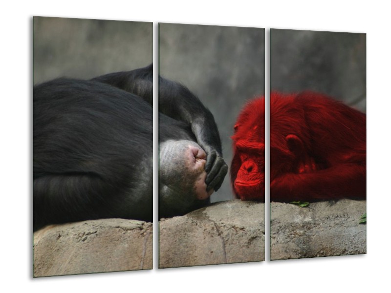 Canvas schilderij Aap | Grijs, Rood, Wit | 120x80cm 3Luik