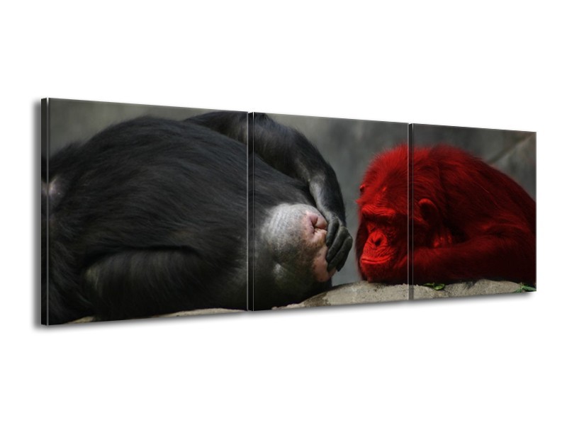 Canvas schilderij Aap | Grijs, Rood, Wit | 150x50cm 3Luik