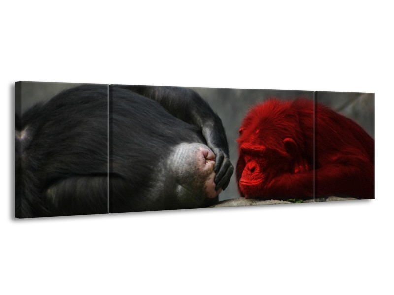 Canvas schilderij Aap | Grijs, Rood, Wit | 170x50cm 3Luik