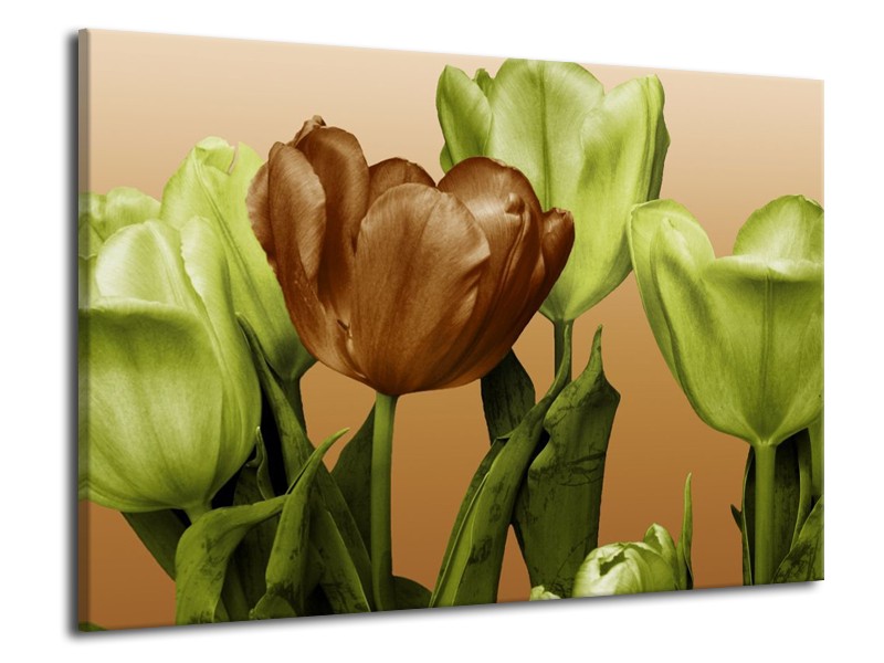 Canvas schilderij Tulp | Groen, Bruin, Wit | 70x50cm 1Luik