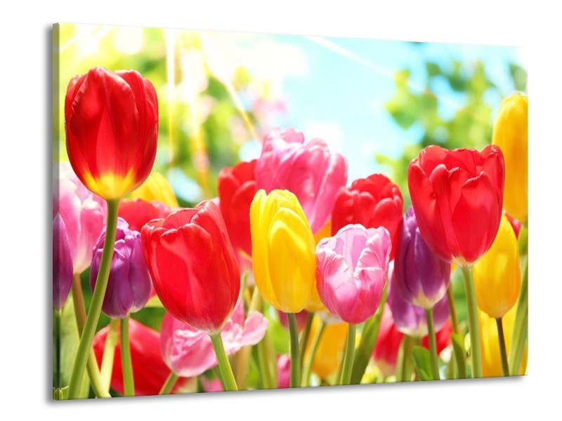 Canvas schilderij Tulpen | Rood, Geel, Paars | 100x70cm 1Luik