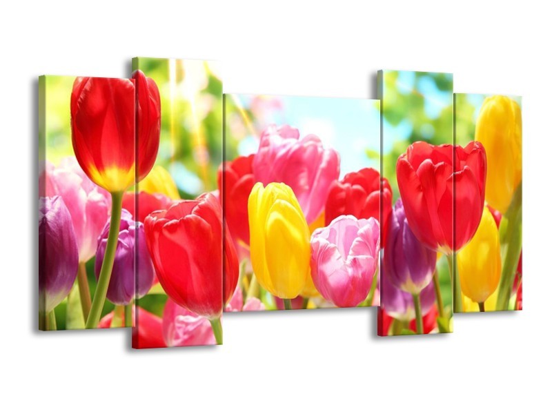 Canvas schilderij Tulpen | Rood, Geel, Paars | 120x65 5Luik