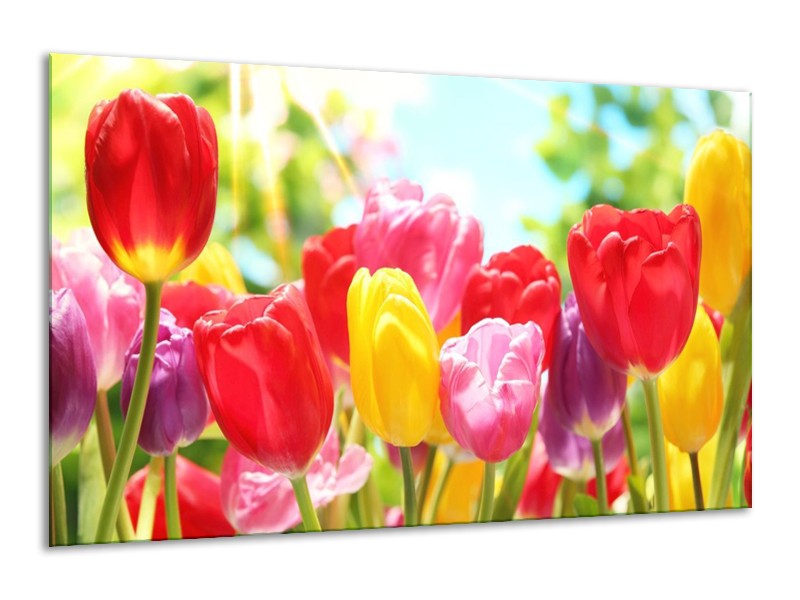 Canvas schilderij Tulpen | Rood, Geel, Paars | 120x70cm 1Luik