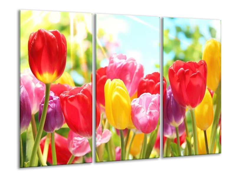 Canvas schilderij Tulpen | Rood, Geel, Paars | 120x80cm 3Luik