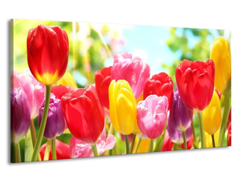 Canvas schilderij Tulpen | Rood, Geel, Paars | 190x100cm 1Luik